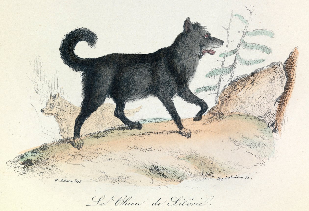 Illustratie uit het boek "Complete Works of Buffon": Les animaux: Le chien de Siberie (gravure) door Unknown artist