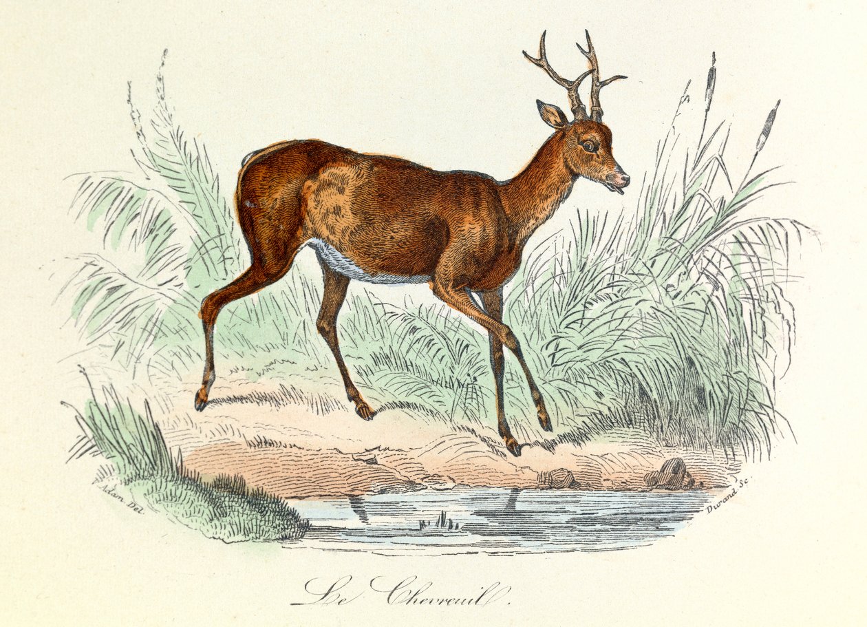 Illustratie uit het boek "Complete Works of Buffon": Les animaux: Het hert (gravure) door Unknown artist