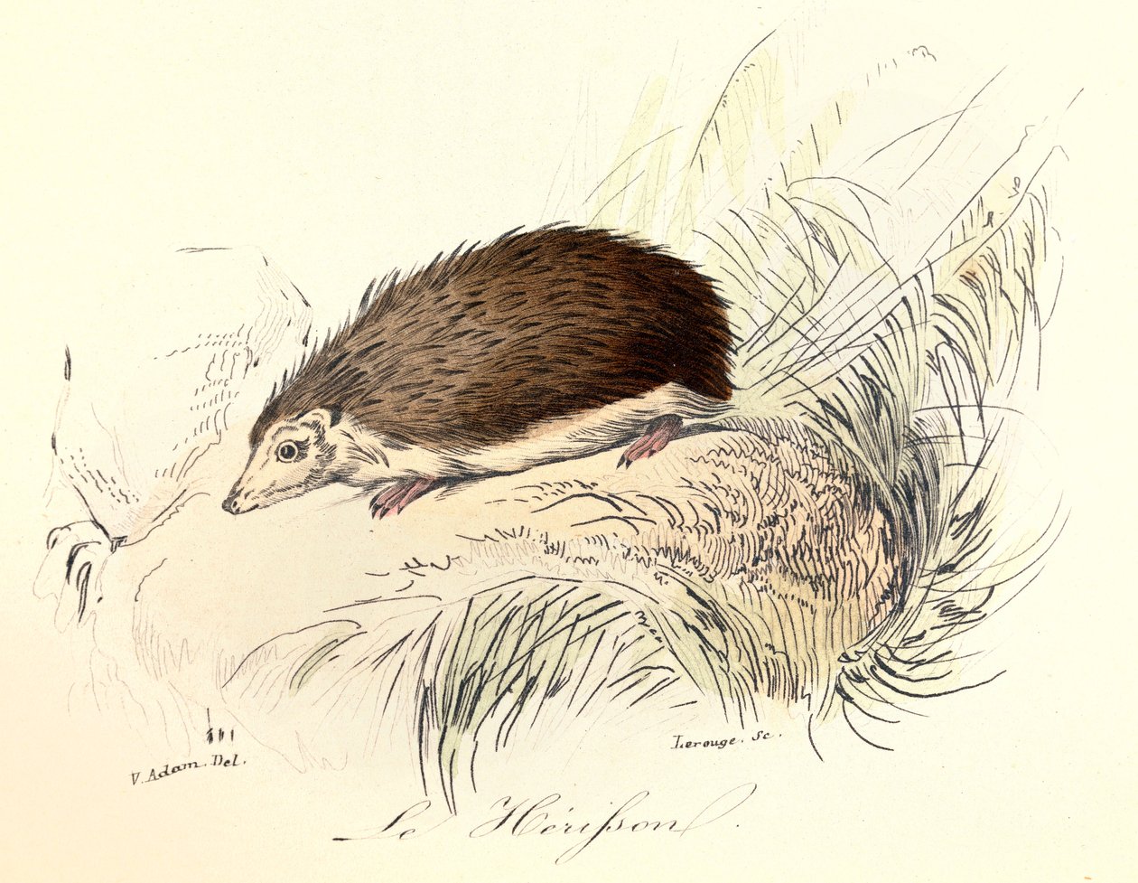 Illustratie uit het boek "Complete Works of Buffon": Les animaux: Le herisson (gravure) door Unknown artist