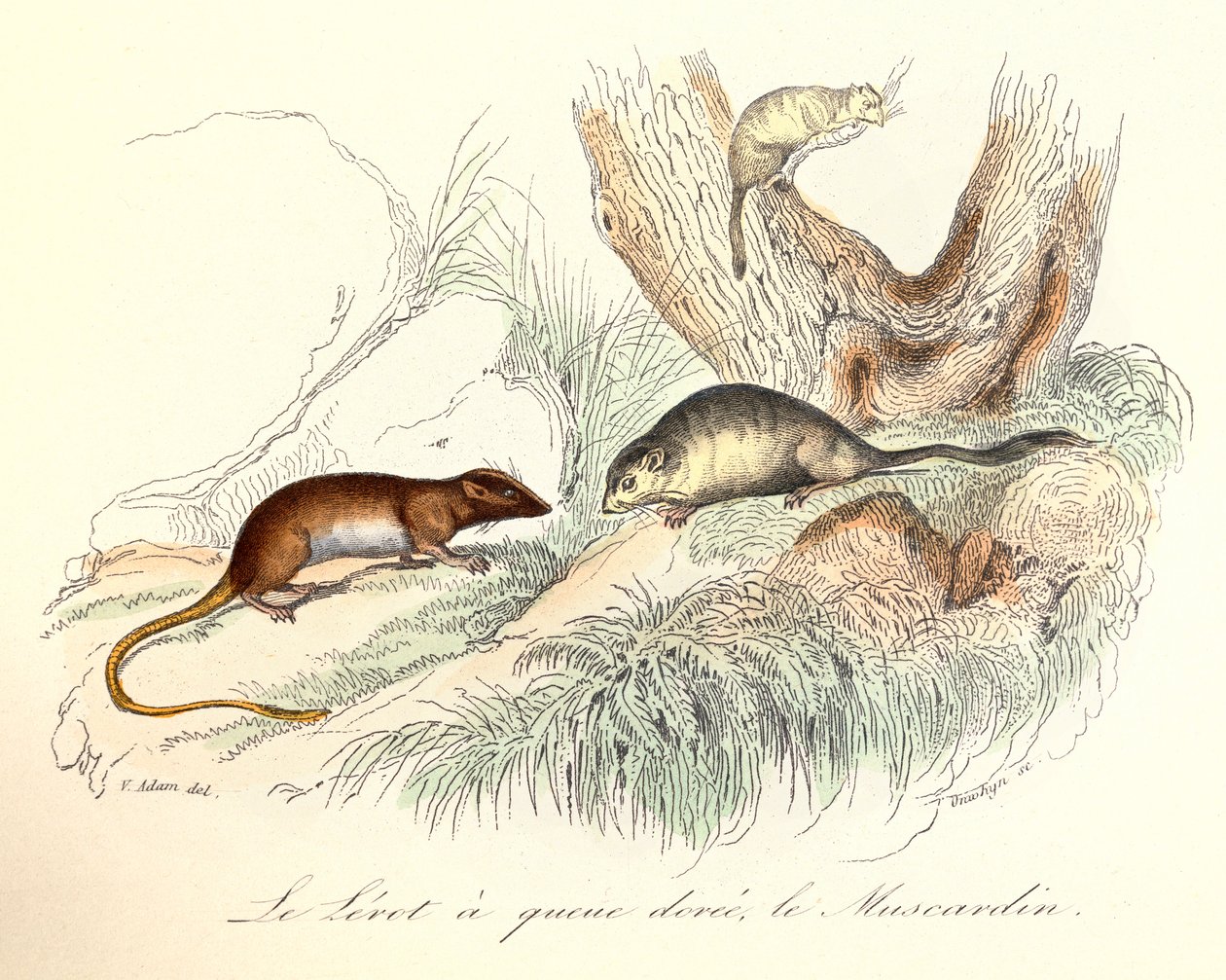 Illustratie uit het boek "Complete Works of Buffon": Les animaux: Le lerot a tail doree et le muscardin (gravure) door Unknown artist