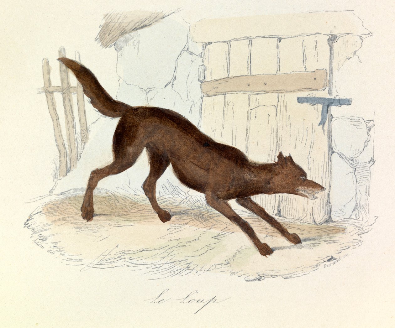 Illustratie uit het boek "Complete Works of Buffon": Les animaux: Le loup (gravure) door Unknown artist