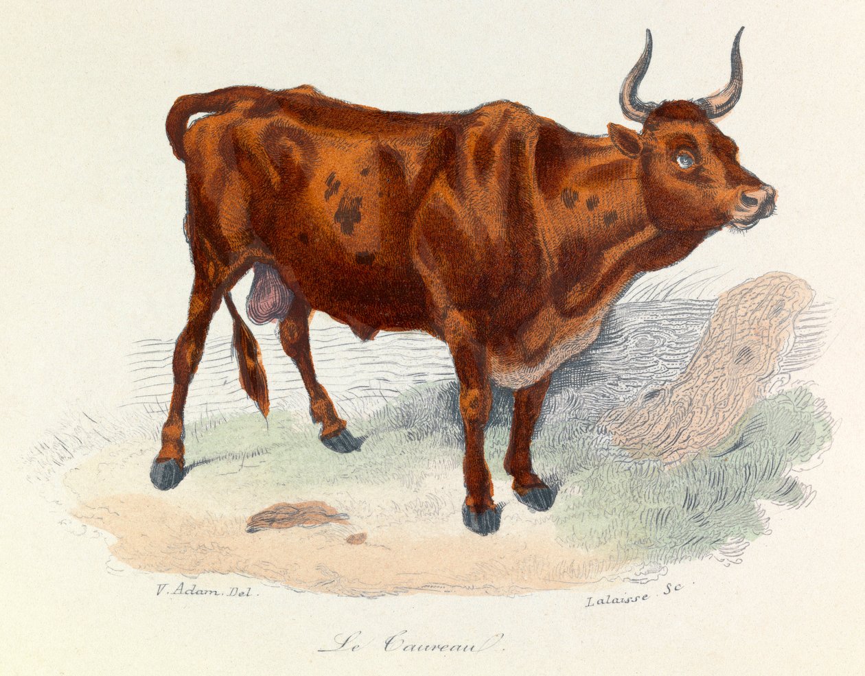 Illustratie uit het boek "Complete Works of Buffon": Les animaux: Le taureau (gravure) door Unknown artist