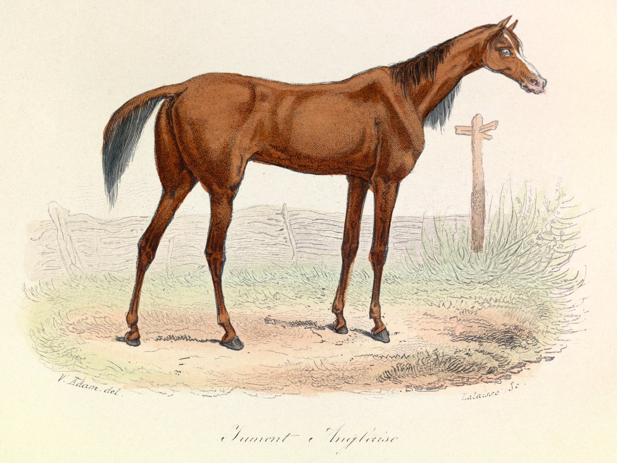 Illustratie uit het boek "Complete Works of Buffon": Les animaux: Mare Anglaise (gravure) door Unknown artist