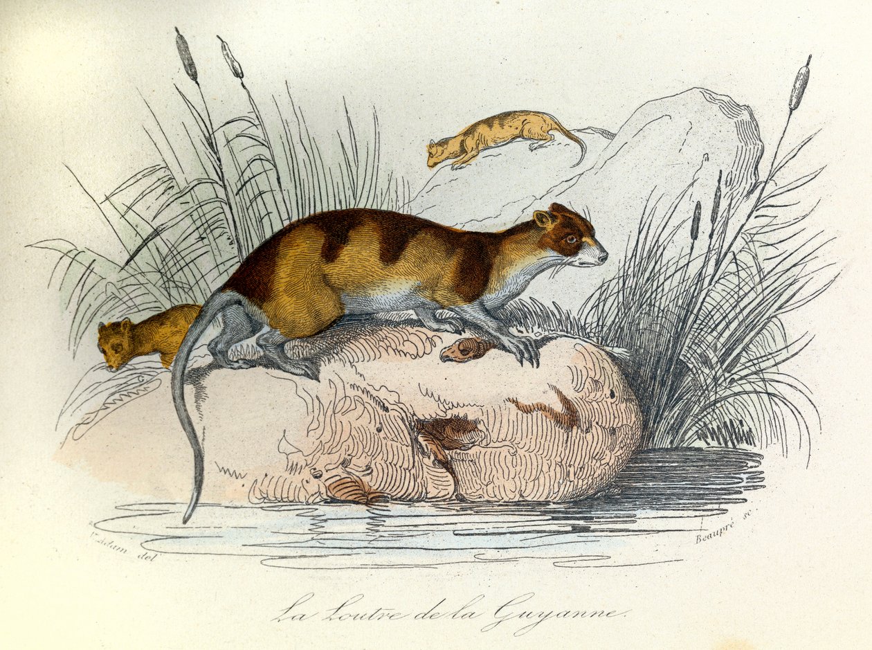 Illustratie uit het boek "Complete Works of Buffon": Les animaux domestiques: La otter de Guiana (gravure) door Unknown artist