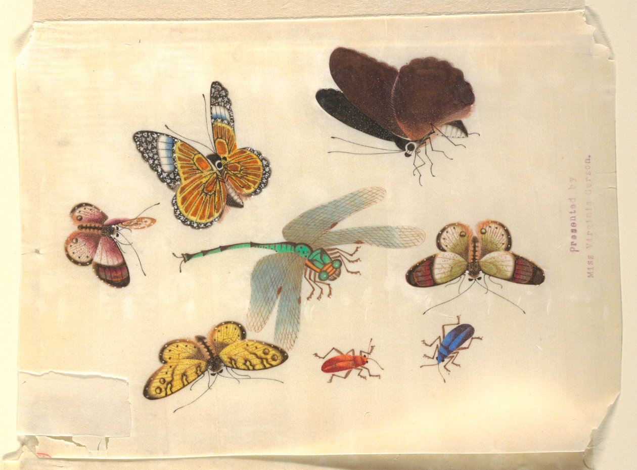 Insecten door Unknown artist