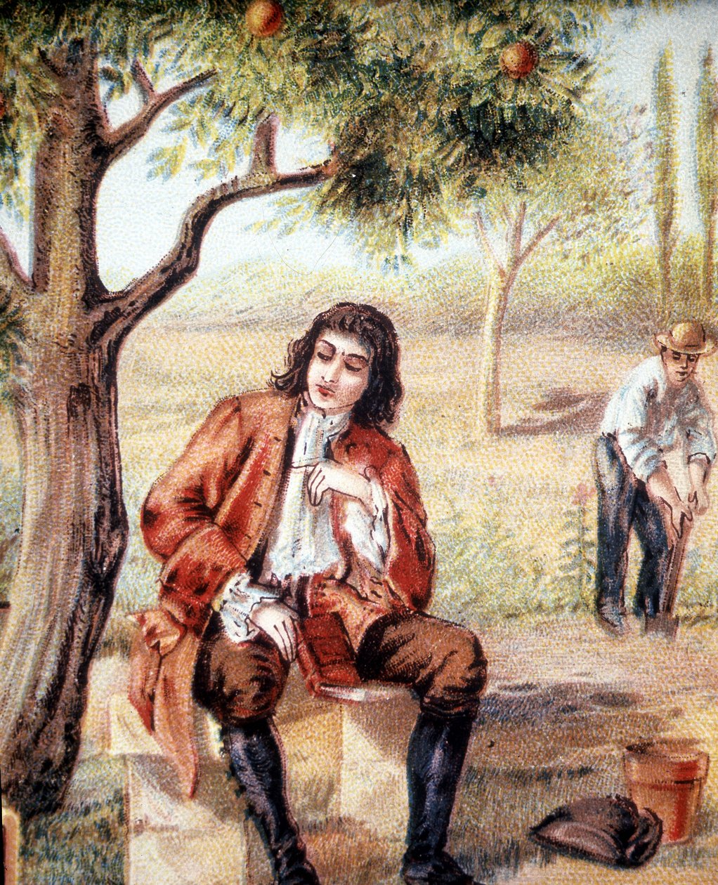 Isaac Newton (1642-1727), Engelse wiskundige, natuurkundige en astronoom, ontdekt de zwaartekrachttheorie door het vallen van een appel te observeren, een illustratie van de 19e eeuw. door Unknown artist