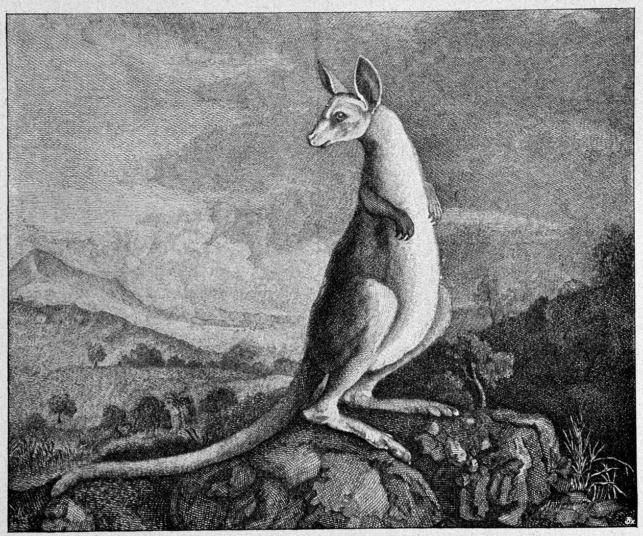 Kangoeroe uit de tekening van Kapitein Cook die hem ontdekte in Australië - uit een kopergravure van 1774 door Unknown artist