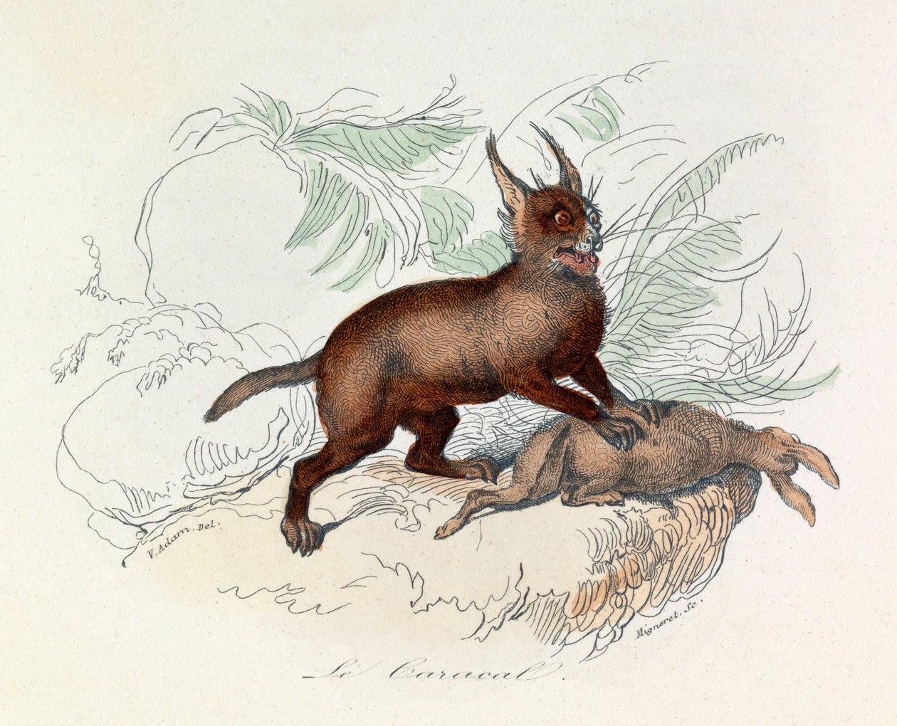 De caracal (Felis caracal) is een vierpotig zoogdier uit de Felidae (graveer) familie. door Unknown artist