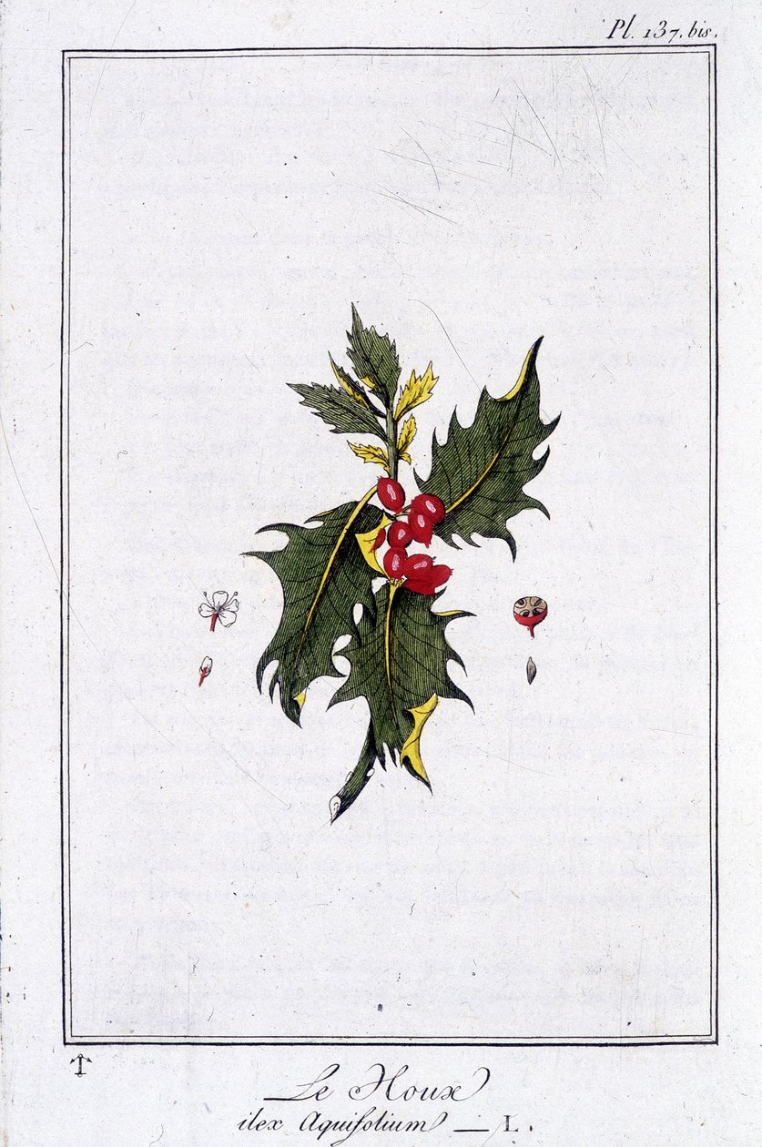 De hulst (Ilex Aquifolium) - in 