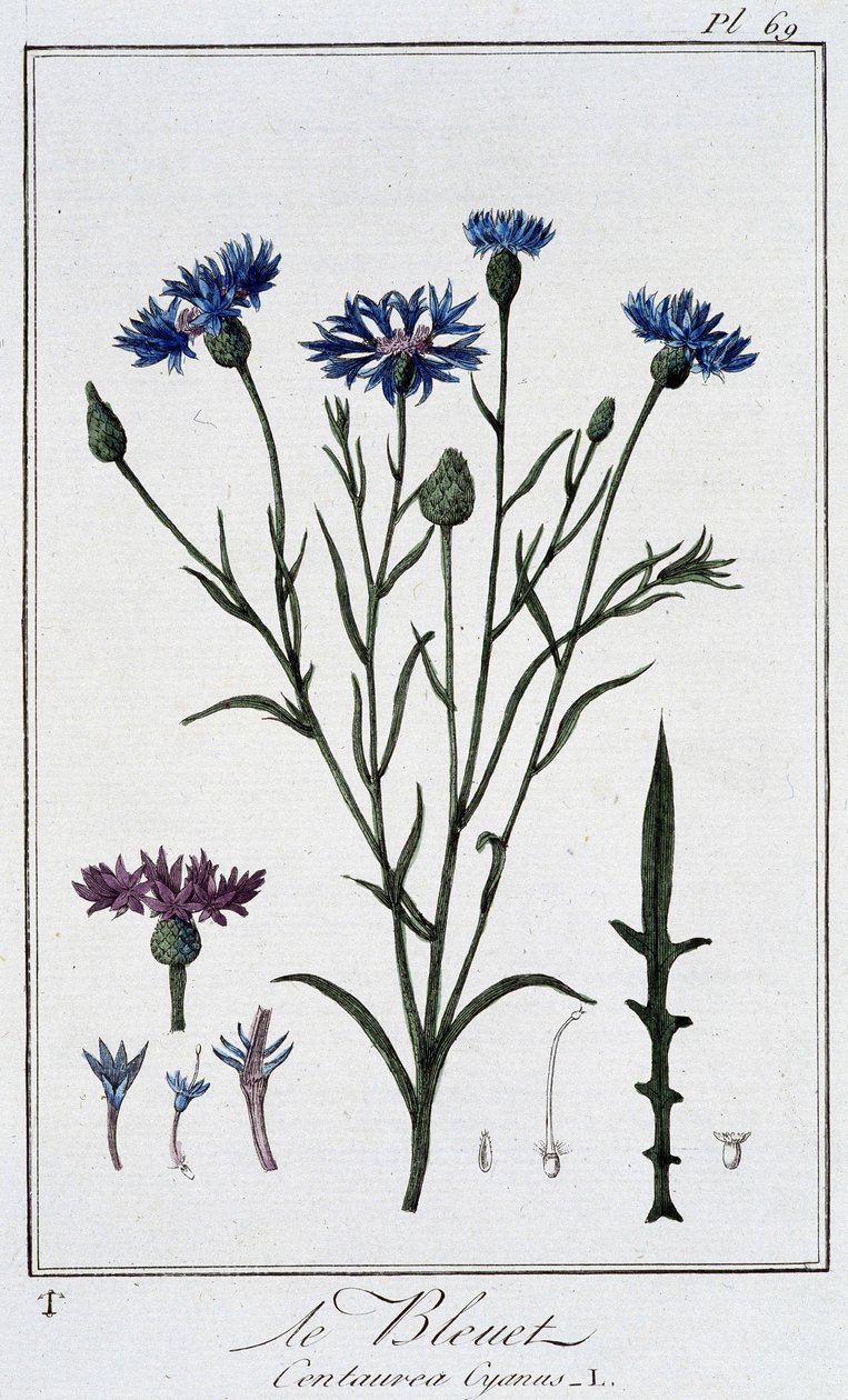 De korenbloem (Centaurea Cyanus) - in 