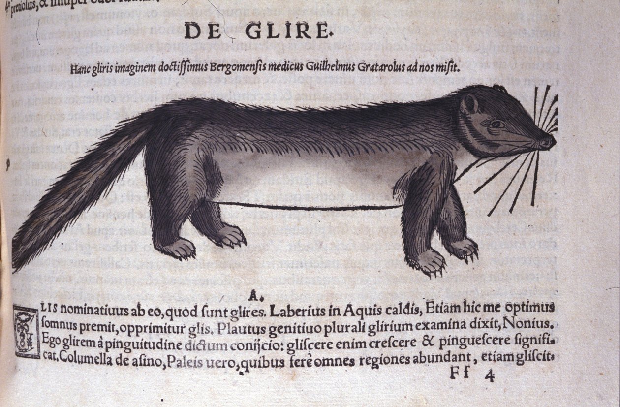 De slaapmuis in Historia Animalium door Conrad Gesner (1516 - 1565), Tiguri door Unknown artist