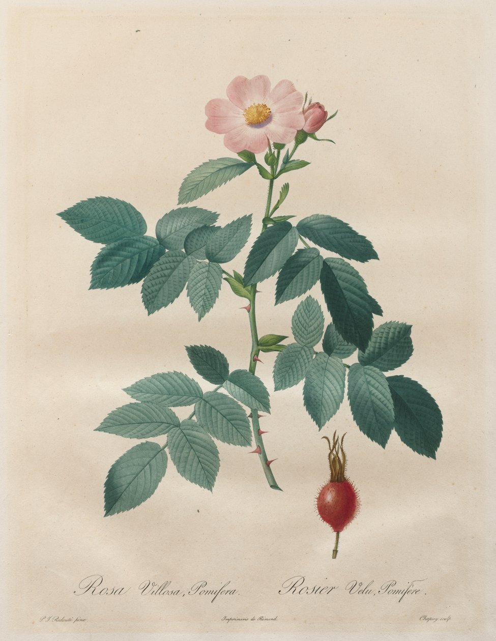 De rozen: Rosa villosa, pomifera door Unknown artist