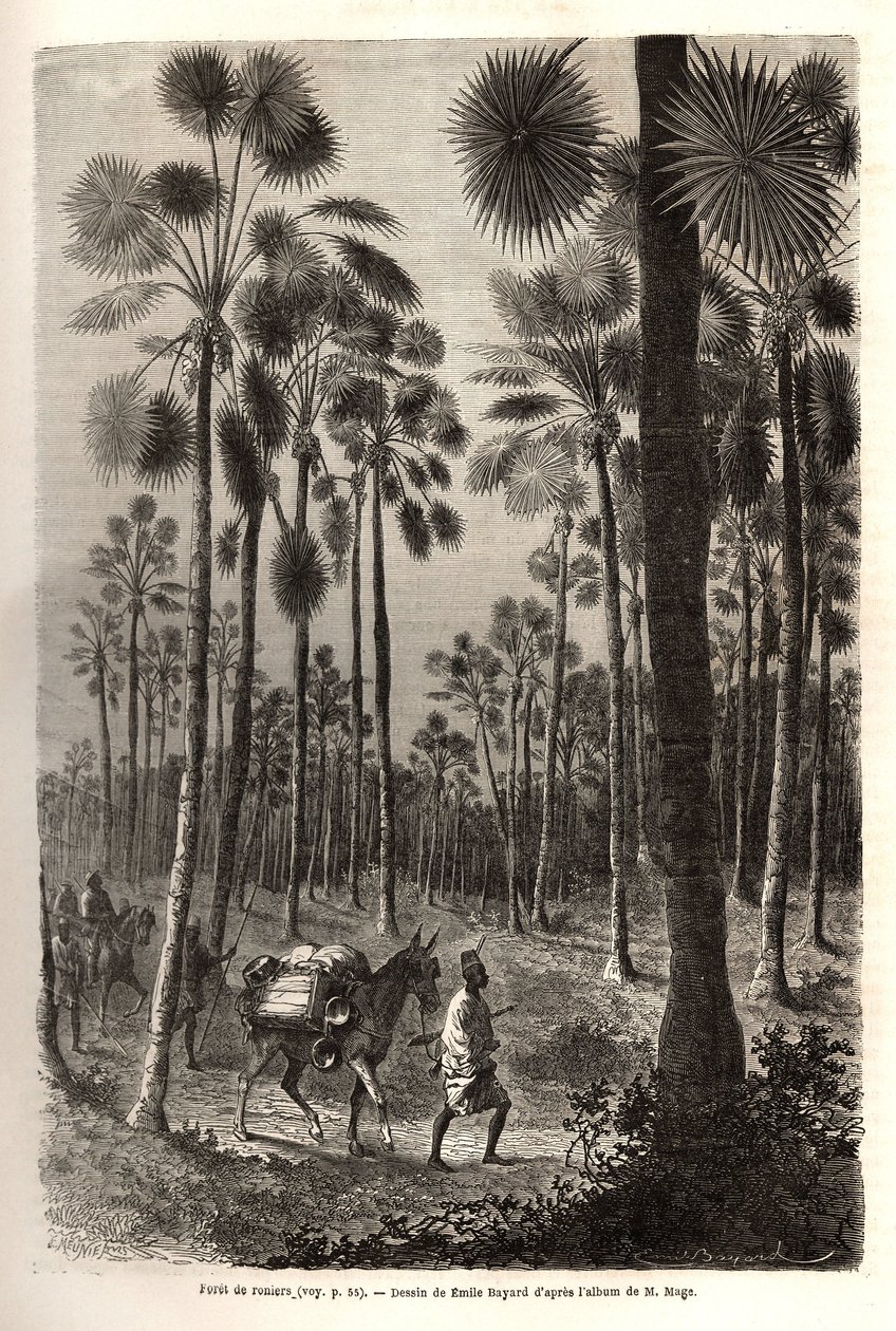 De karavaan van luitenant Mage vordert richting Niger en doorkruist een bos van gigantische palmbomen in de provincie Damfa, Mali. Gravure ter illustratie van de reis naar West-Soedan van luitenant (marine) M. Mage, in 1863-1866, gepubliceerd in 