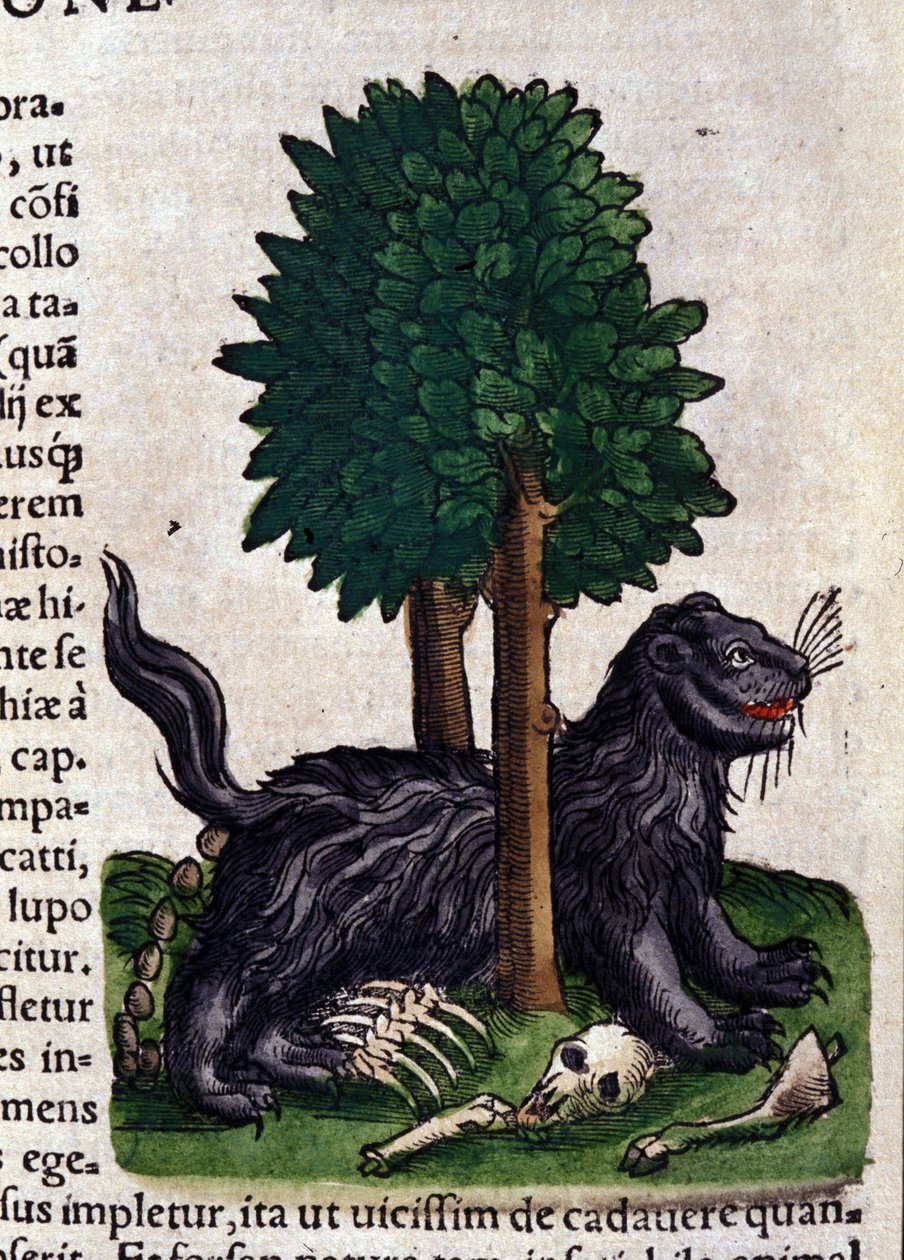 Leeuw in Historia Animalium door Conrad Gesner, Tiguri door Unknown artist