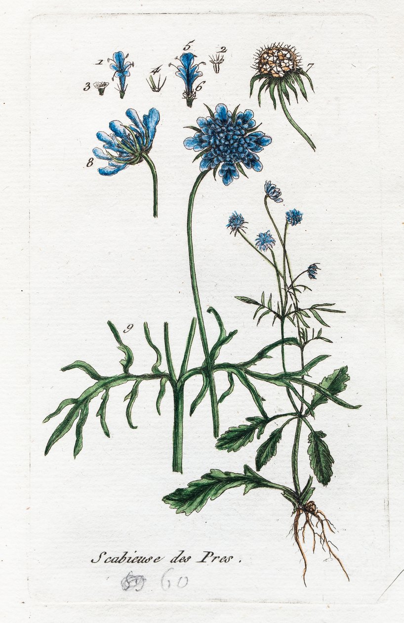 Weide Scabiosa door Unknown artist