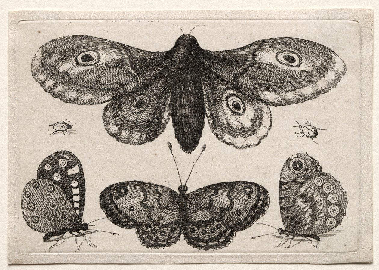Muscarum Scarabeorum, vermiumque Variae Figure & Formae: Een Mot, Drie Vlinders en Twee Kevers door Unknown artist