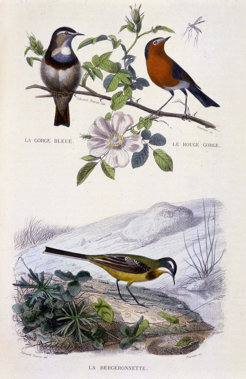 Natuurlijke Historie Plaat: Vogels: La gorge-bleu (Gorge Bleue), le rouge-gorge (Rouge Gorge) et la bergeronnette - in 