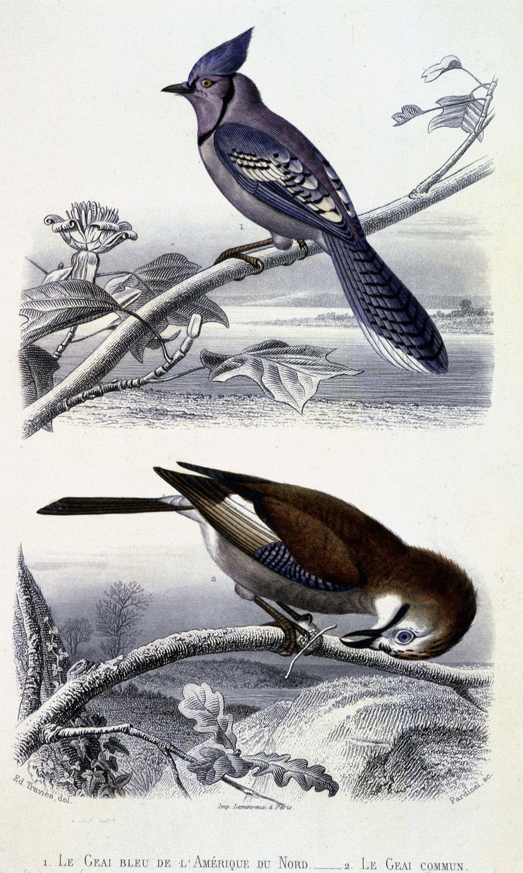 Natuurhistorische plaat: Vogels: De Blauwe Gaai van Noord-Amerika en de Gewone Gaai - in 