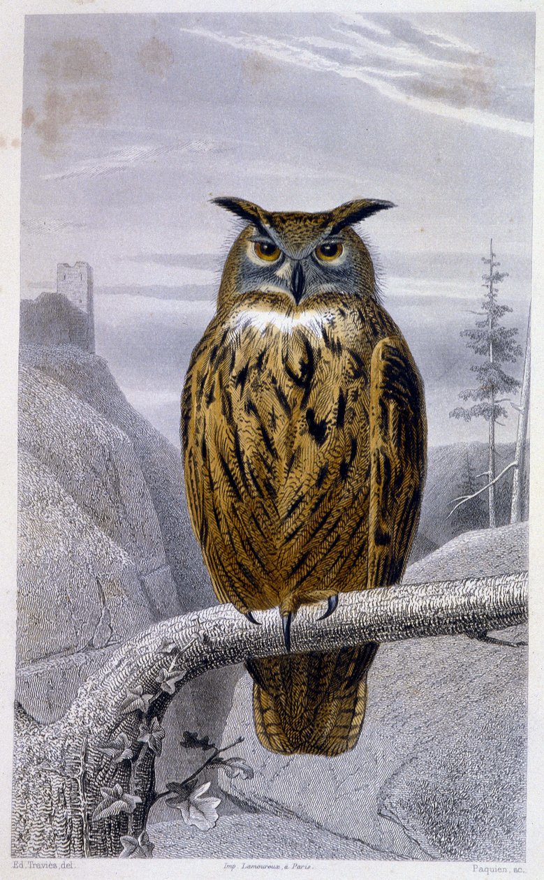 Natuurhistorische plaat: Uil: De Grote Hertog - in 