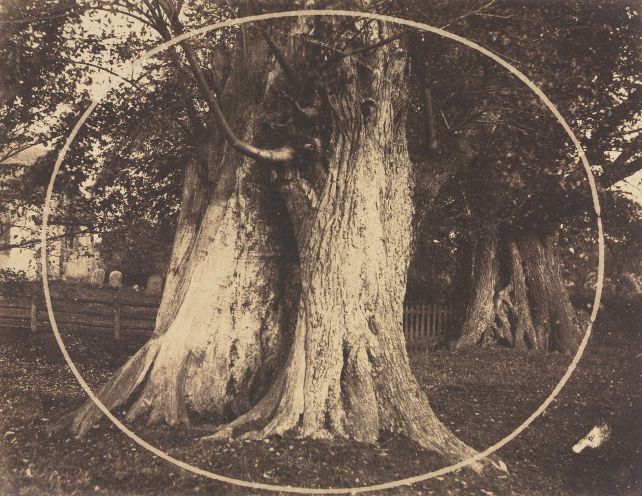 Eikenbomen op een Begraafplaats door Unknown artist