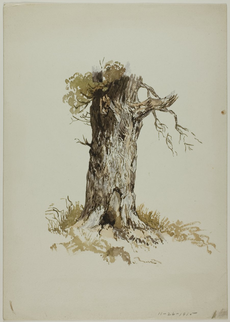 Oude boomstam (recto); Oude boomstam (verso) door Unknown artist