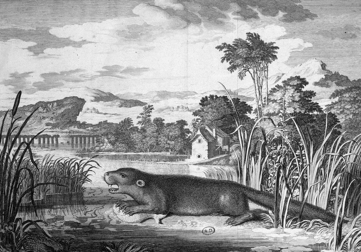 Otter - gravure door Unknown artist