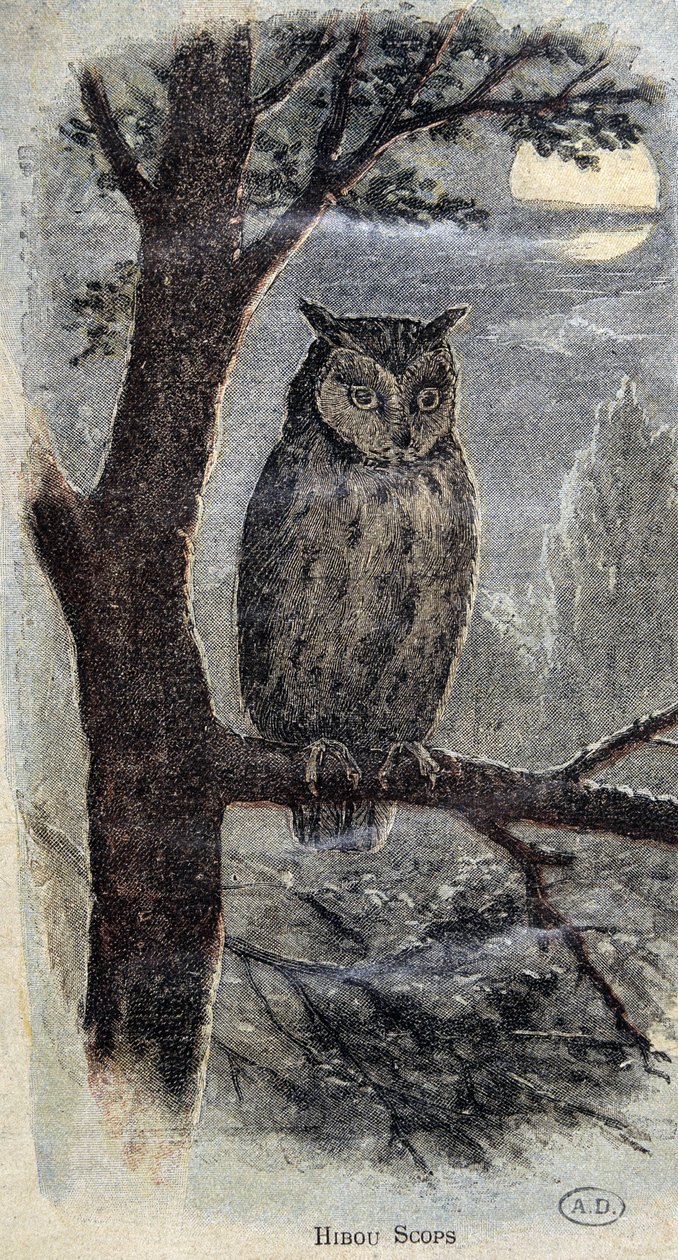 Uil door Unknown artist