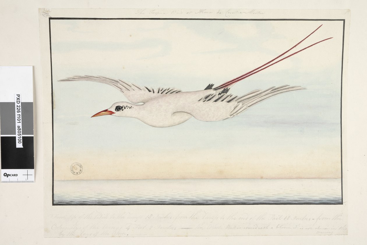 Tropische Vogel door Unknown artist