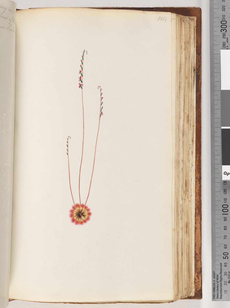 Pagina 104. Onbekende plant door Unknown artist