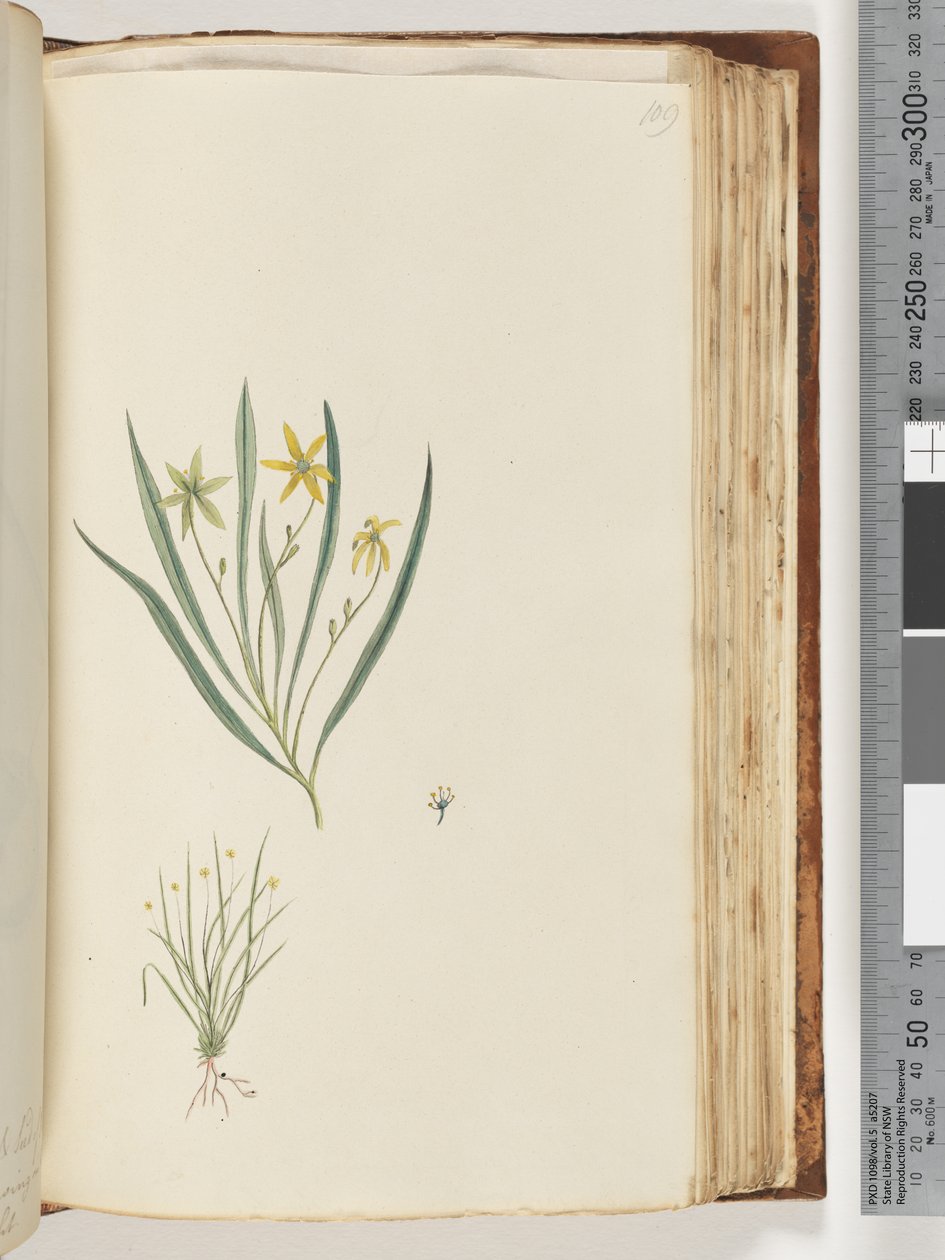 Ongeïdentificeerde plant door Unknown artist