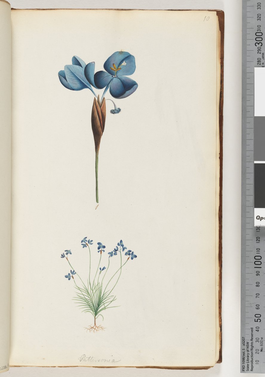 Pagina 10. Pattersonia door Unknown artist