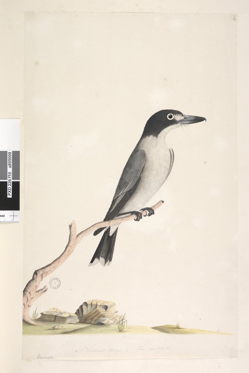 Pagina 10. Vanga. onderaan in andere hand Natuurlijke grootte, iris twijfelachtig Grijze Slachter, Vogel Cracticus torquatis man, 1791-92 door Unknown artist