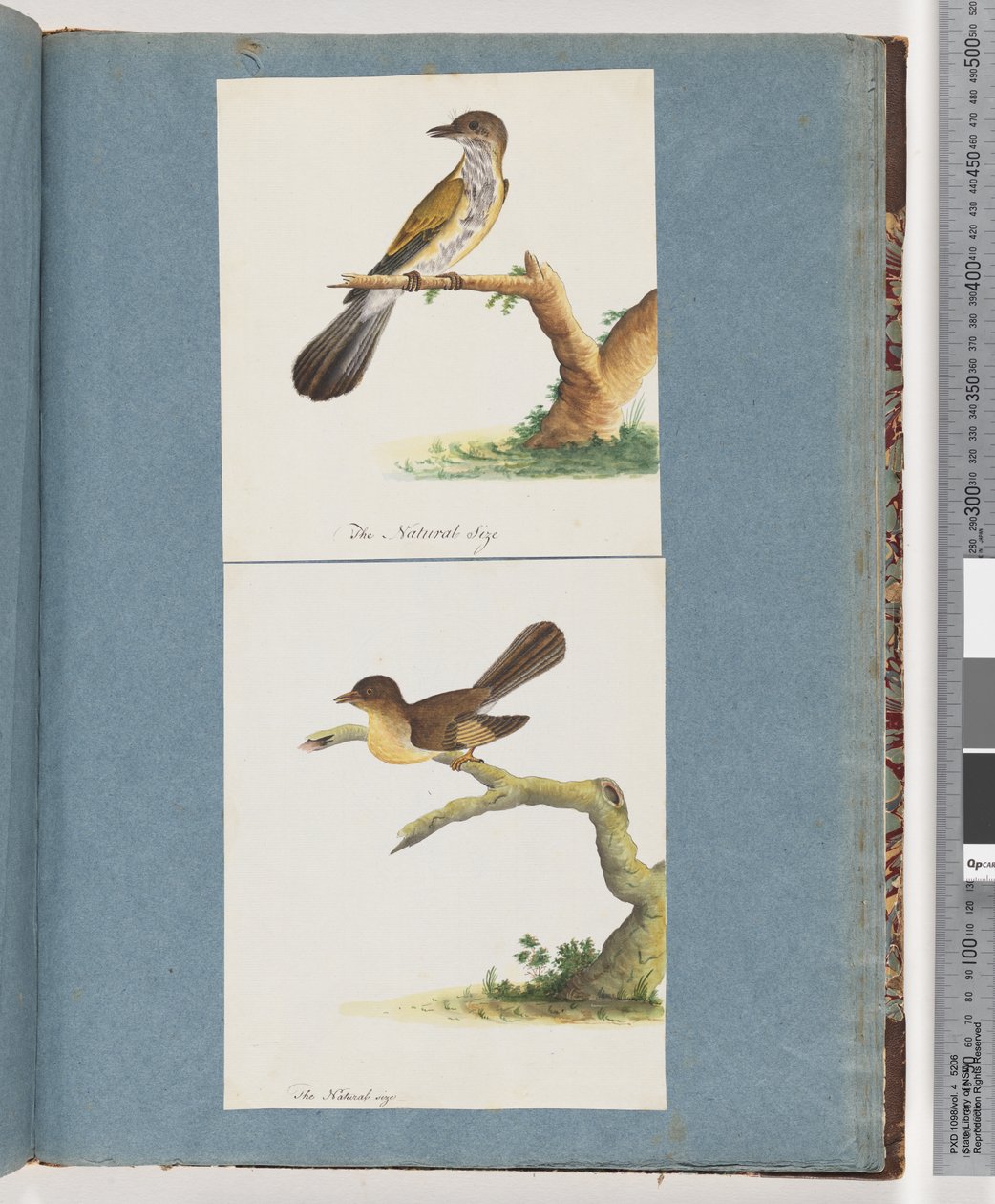 Pagina 111. Onbekende Vogel. 112. Onbekende Vogel. door Unknown artist