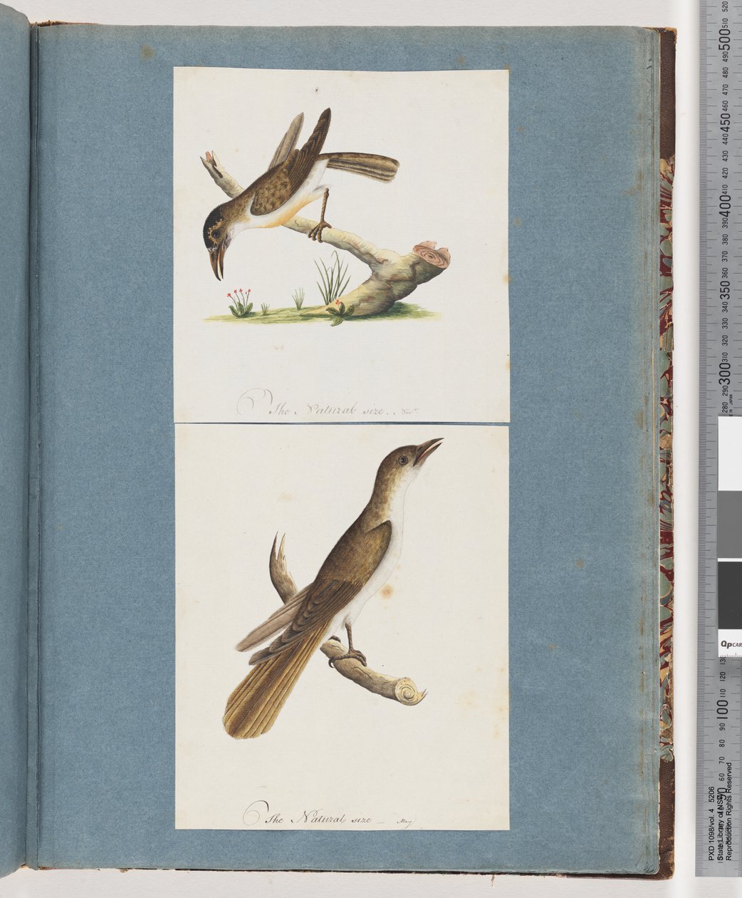Pagina 117. Onbekende vogel. 118. Onbekende vogel door Unknown artist