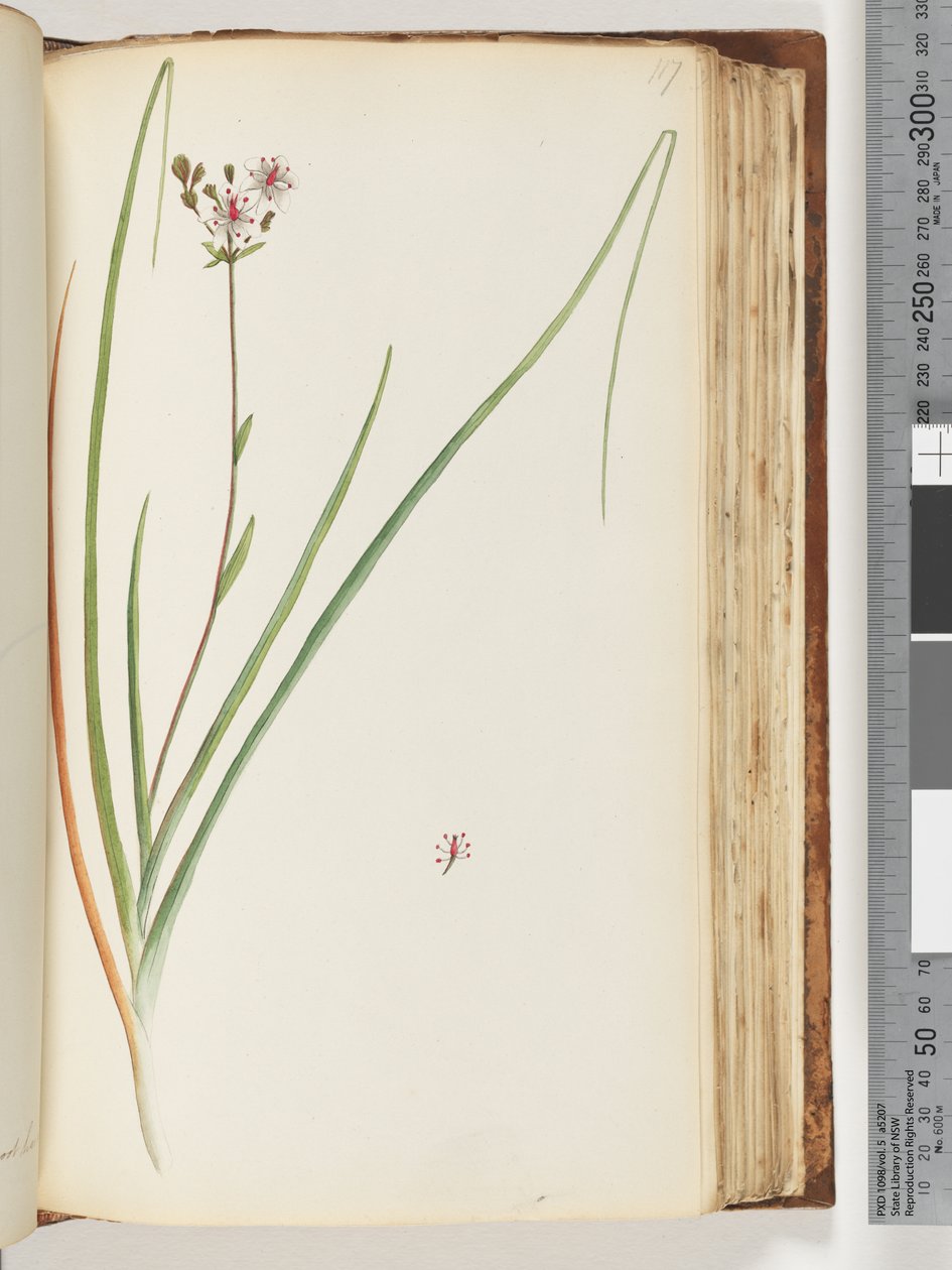 Pagina 117. Onbekende plant door Unknown artist