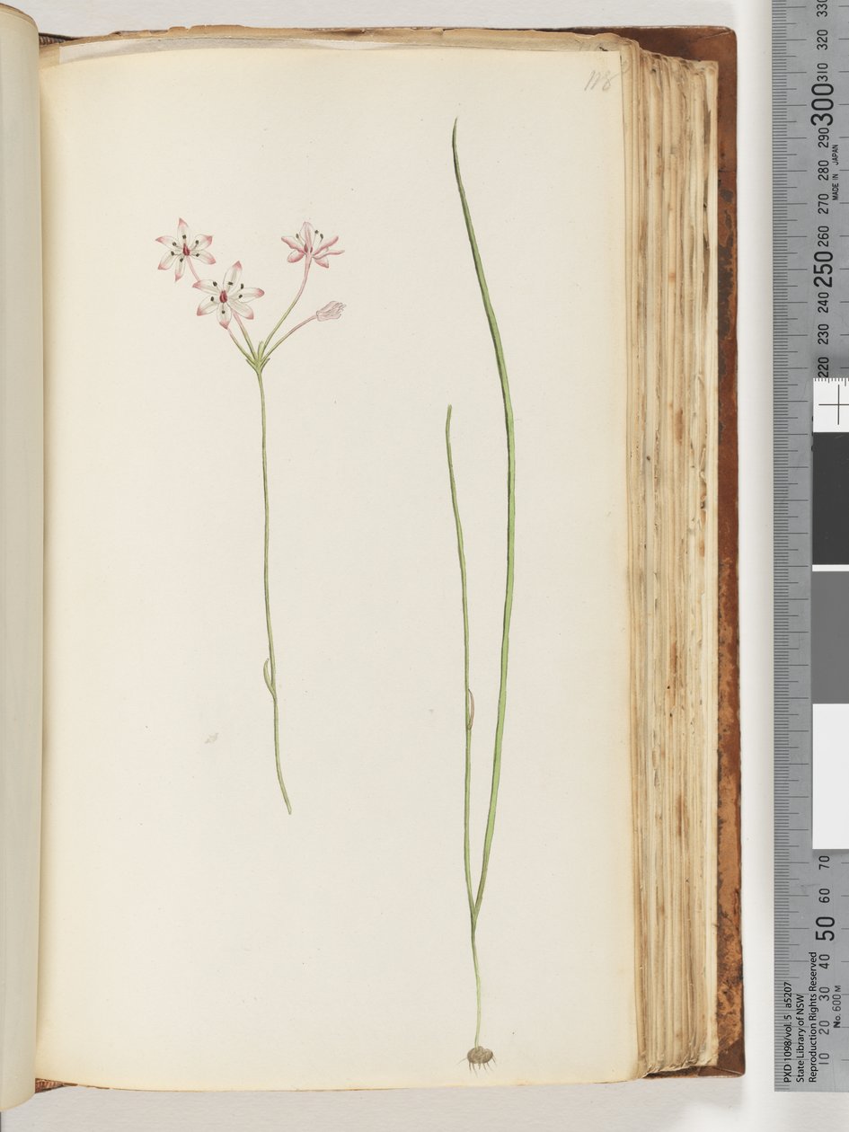 Pagina 118. Onbekende plant door Unknown artist