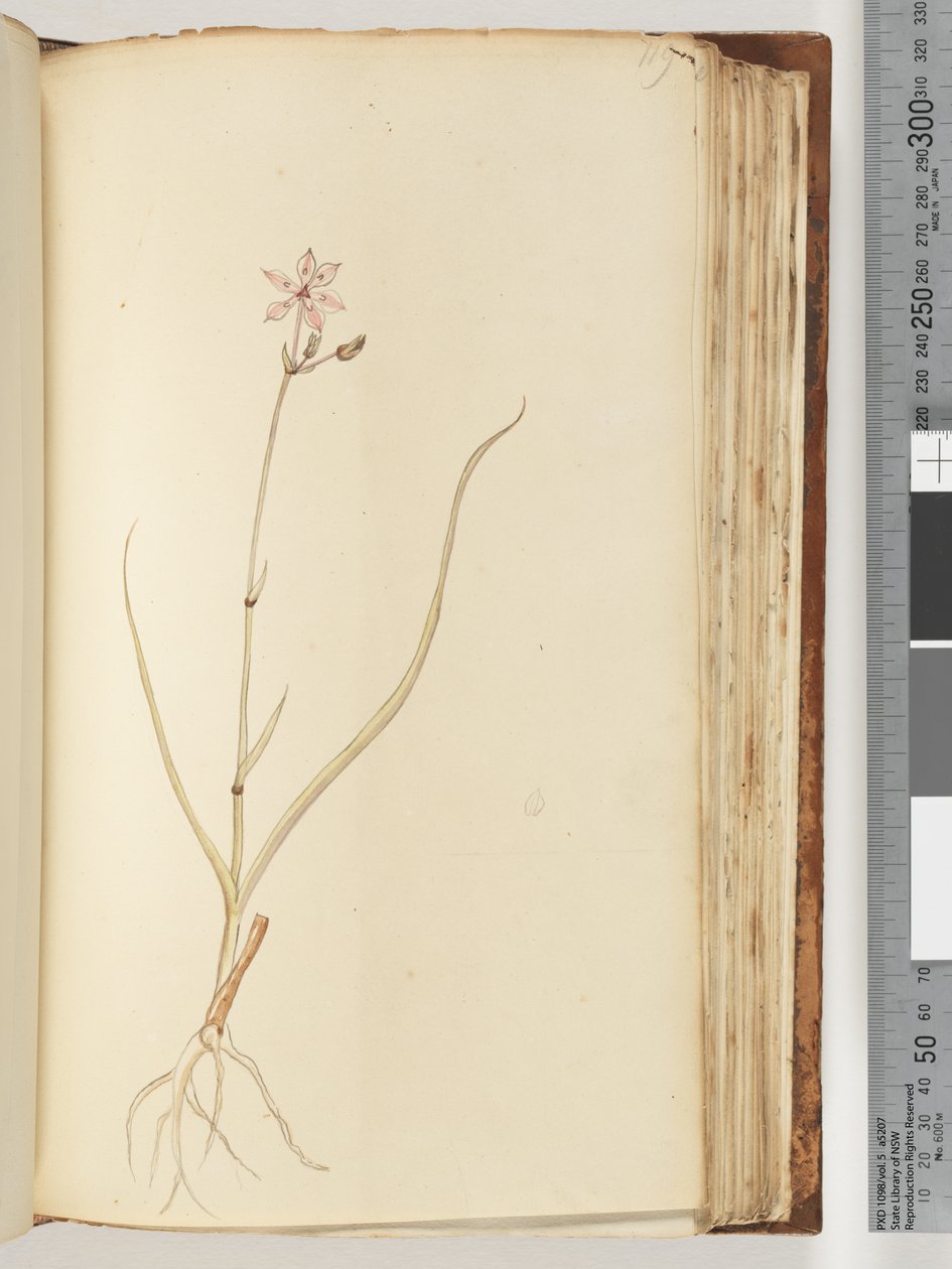 Pagina 119. Geen inscriptie, onvoltooide tekening, onbekende plant door Unknown artist