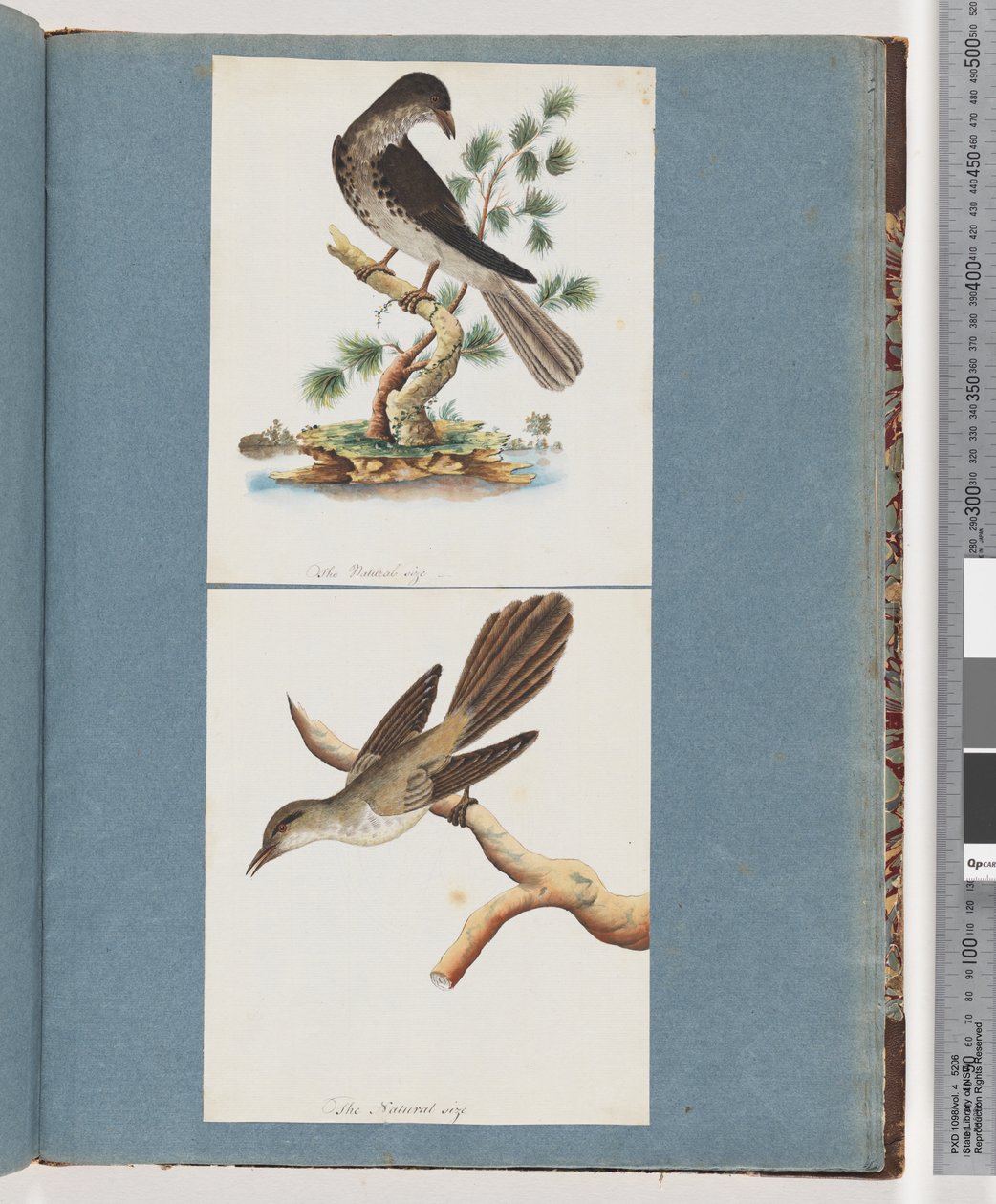 Ongeïdentificeerde vogel door Unknown artist