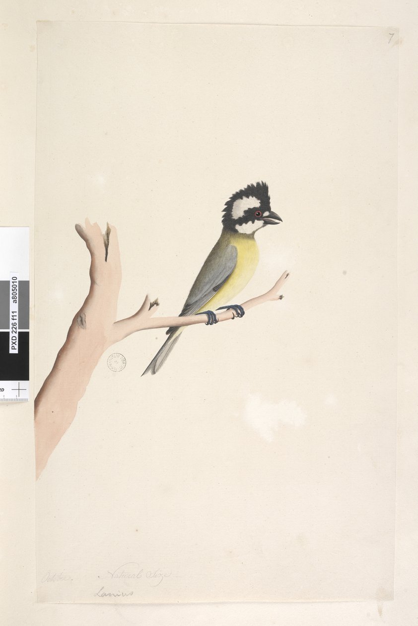 Pagina 11. Lanius. boven titel in andere hand Oktober. Natuurlijke grootte Kuifklauwier, Mees Falcunculus frontatus, 1791-92 door Unknown artist