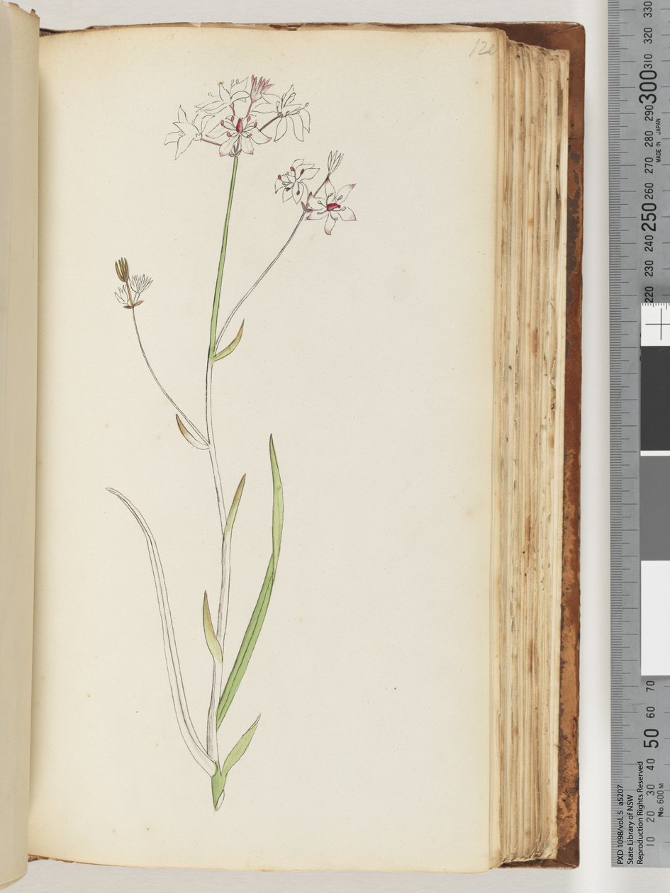 Pagina 120. Geen inscriptie, onvoltooide tekening, onbekende plant door Unknown artist