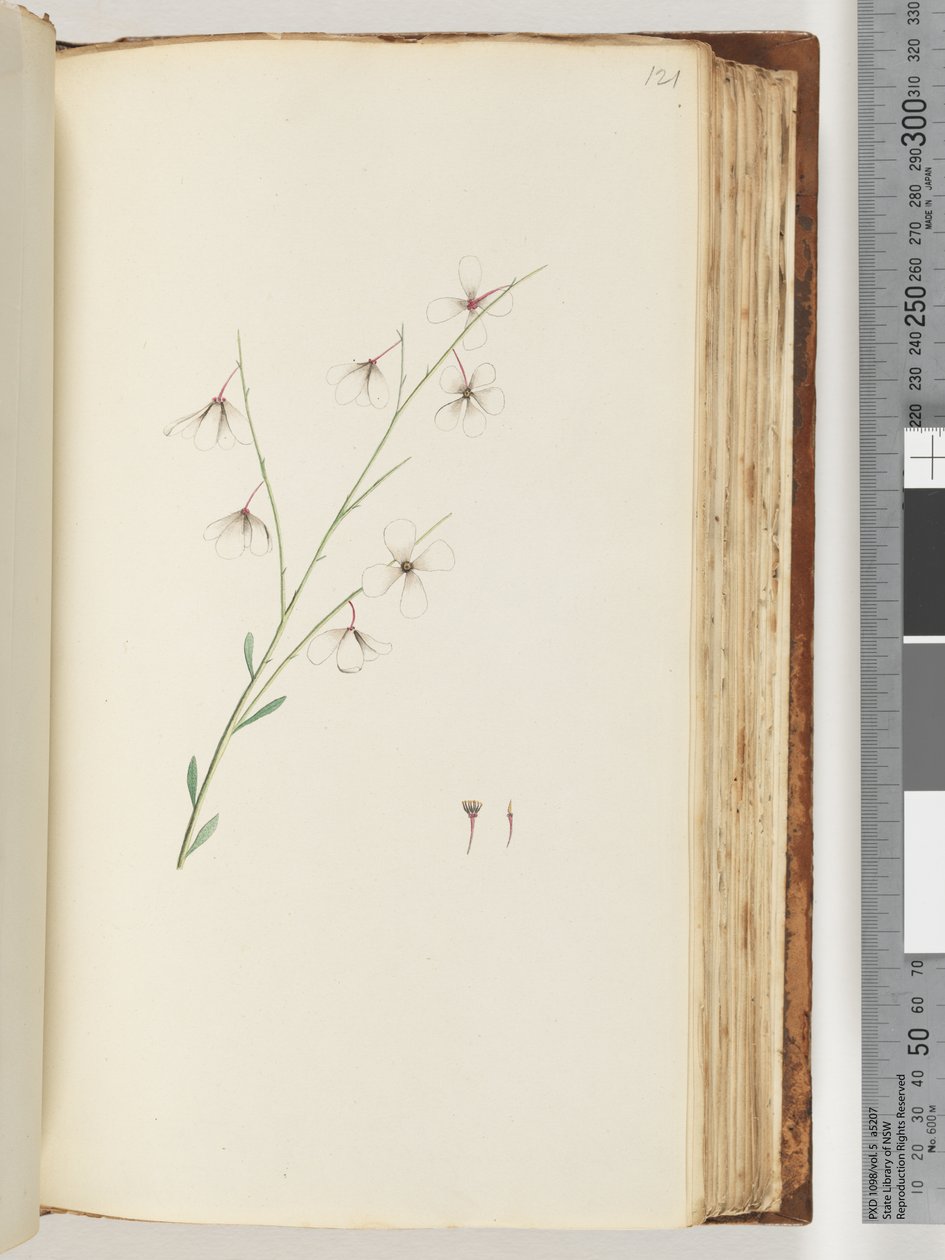 Pagina 121. Onbekende plant door Unknown artist