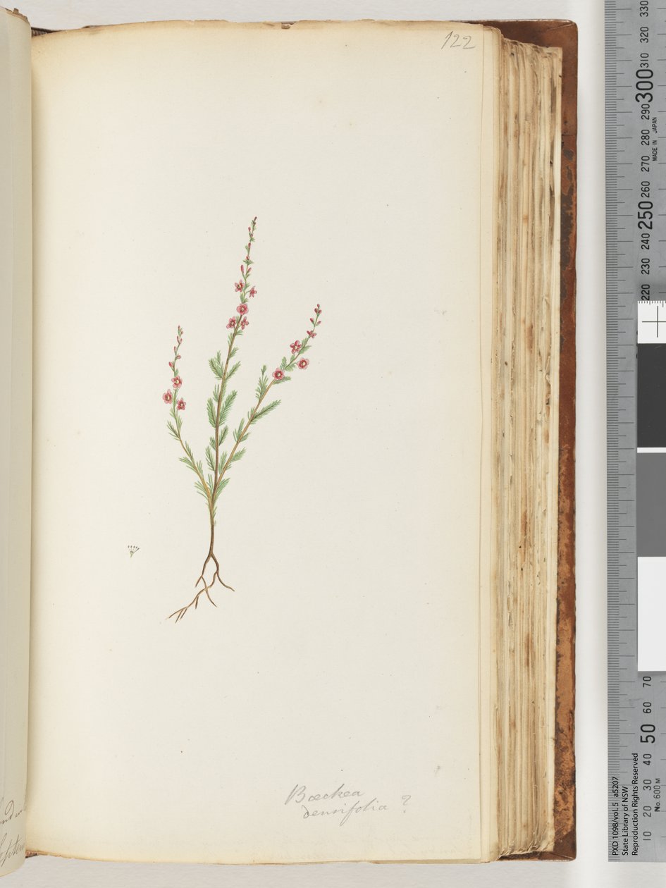 Pagina 122. Baeckea densifolia, mogelijk door Unknown artist