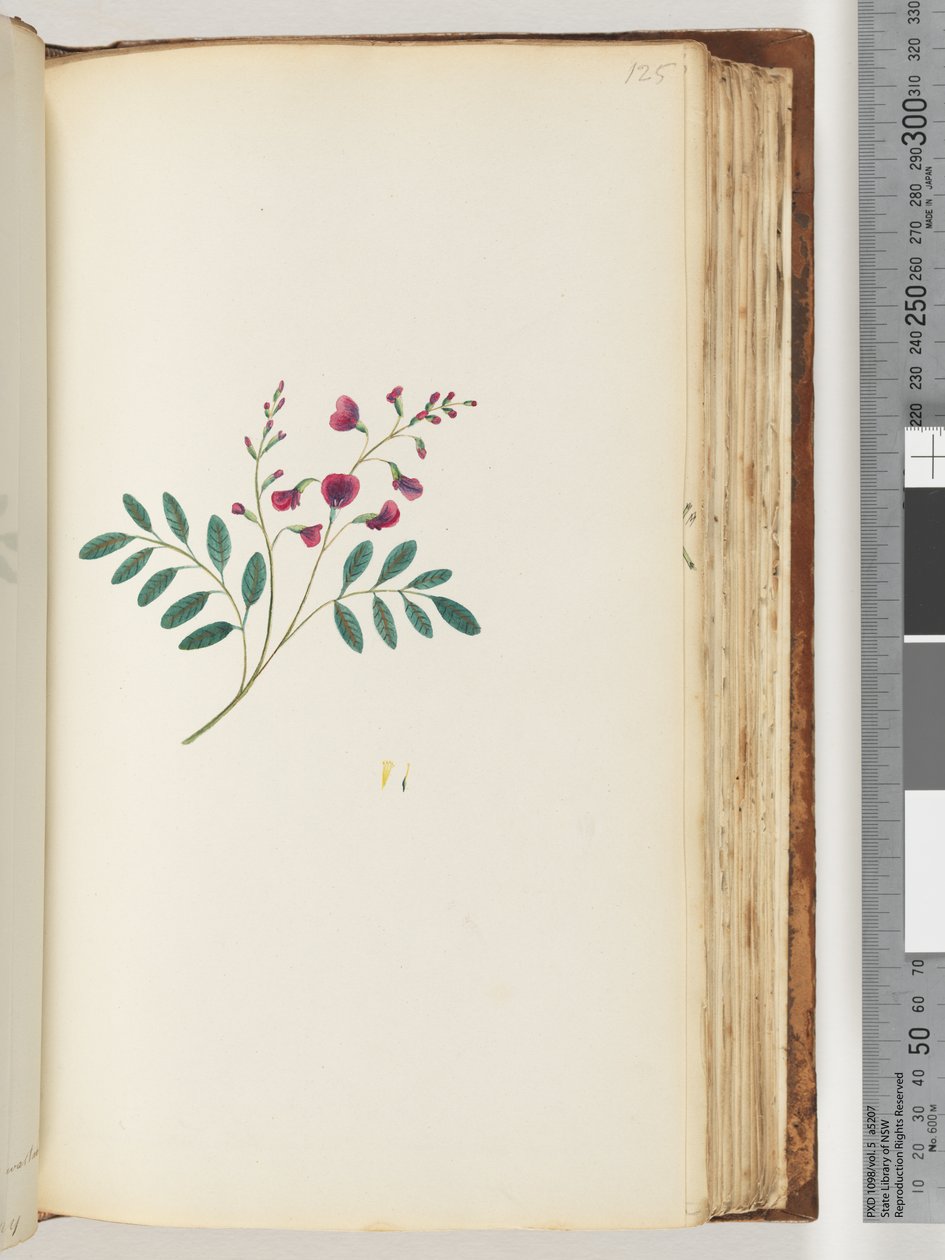 Pagina 125. Onbekende plant door Unknown artist