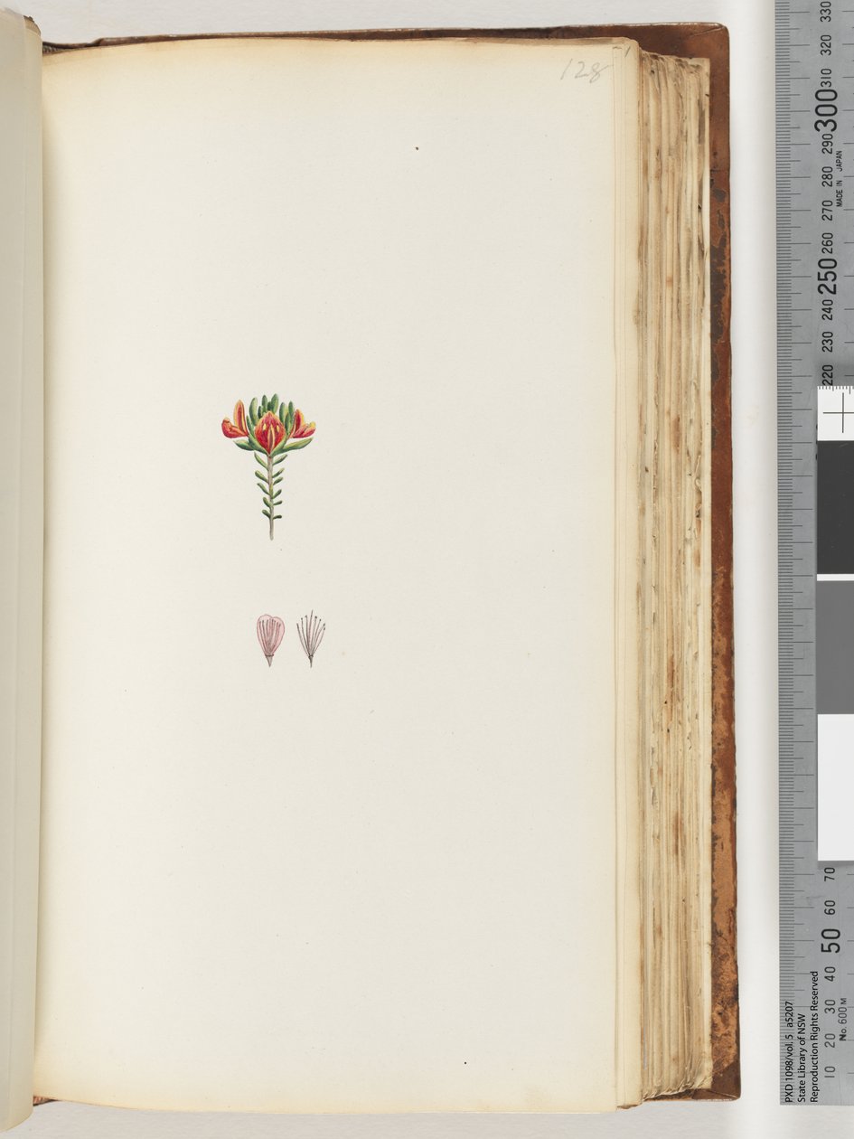 Pagina 128. Onbekende plant door Unknown artist