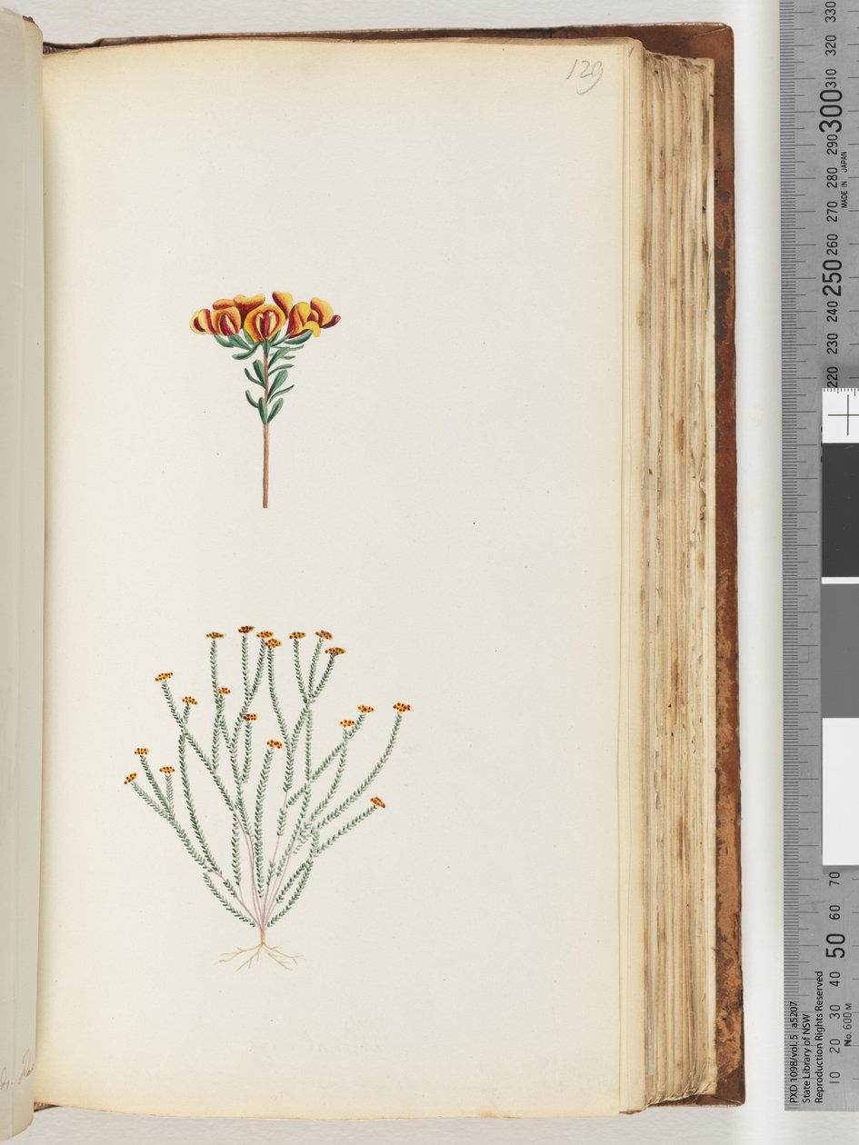 Pagina 129. Onbekende plant door Unknown artist