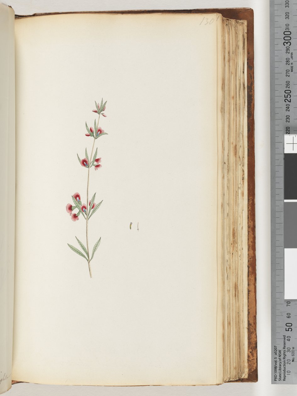 Pagina 130. Onbekende plant door Unknown artist