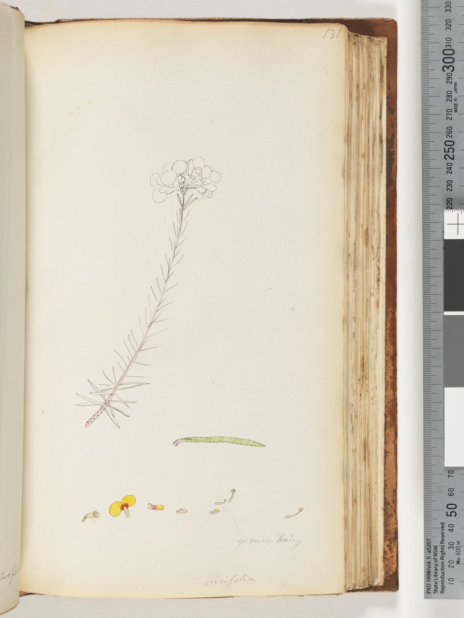 Pagina 131. Germen harig / Ericifolia onvoltooide tekening door Unknown artist