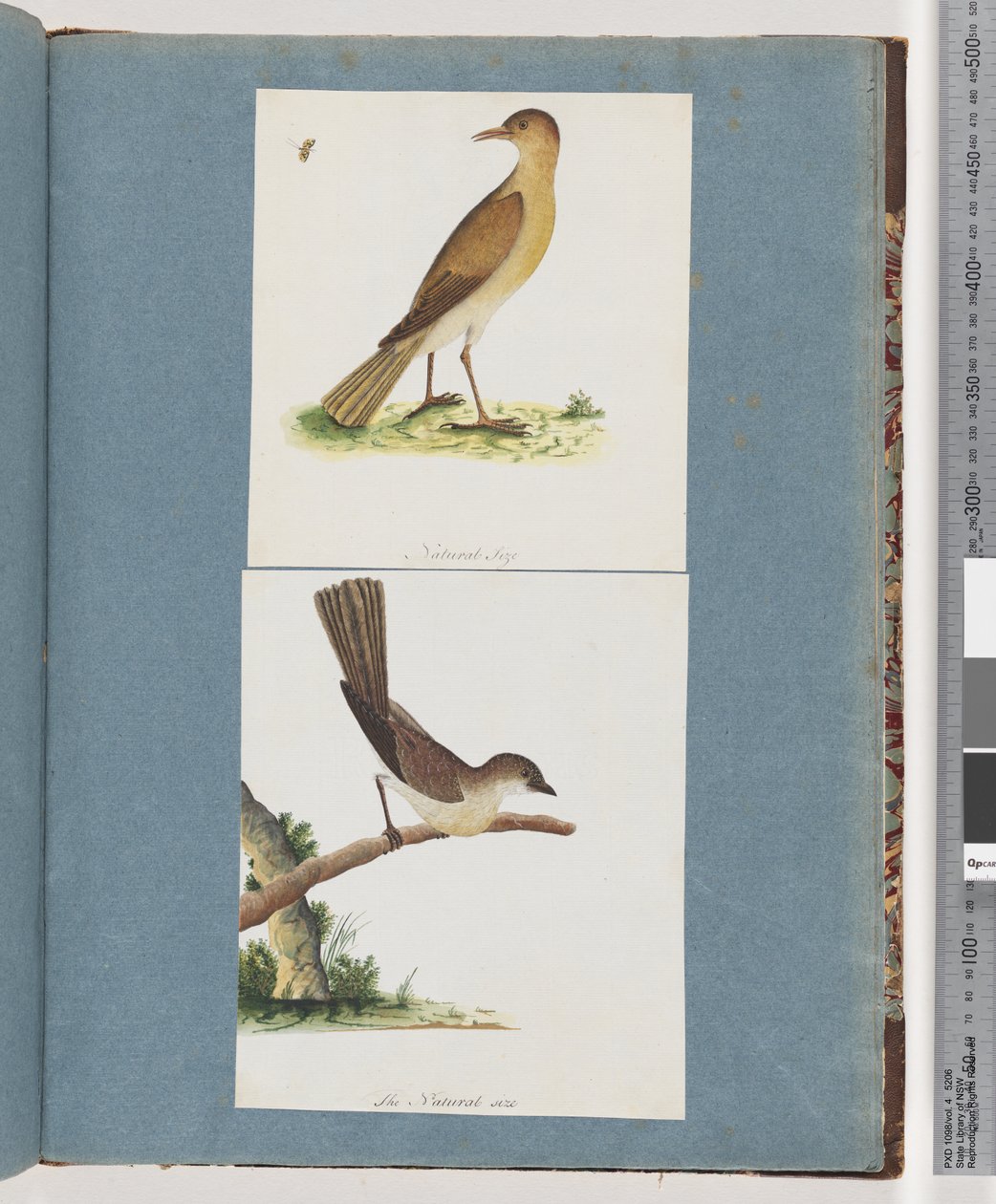 Pagina 131. Onbekende vogel. 132. Onbekende vogel door Unknown artist