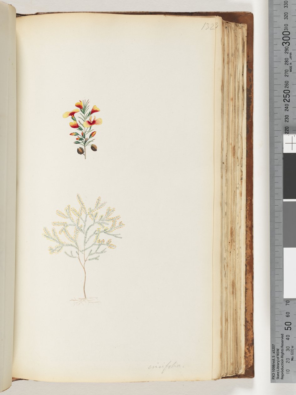 Pagina 132. Ericifolia door Unknown artist