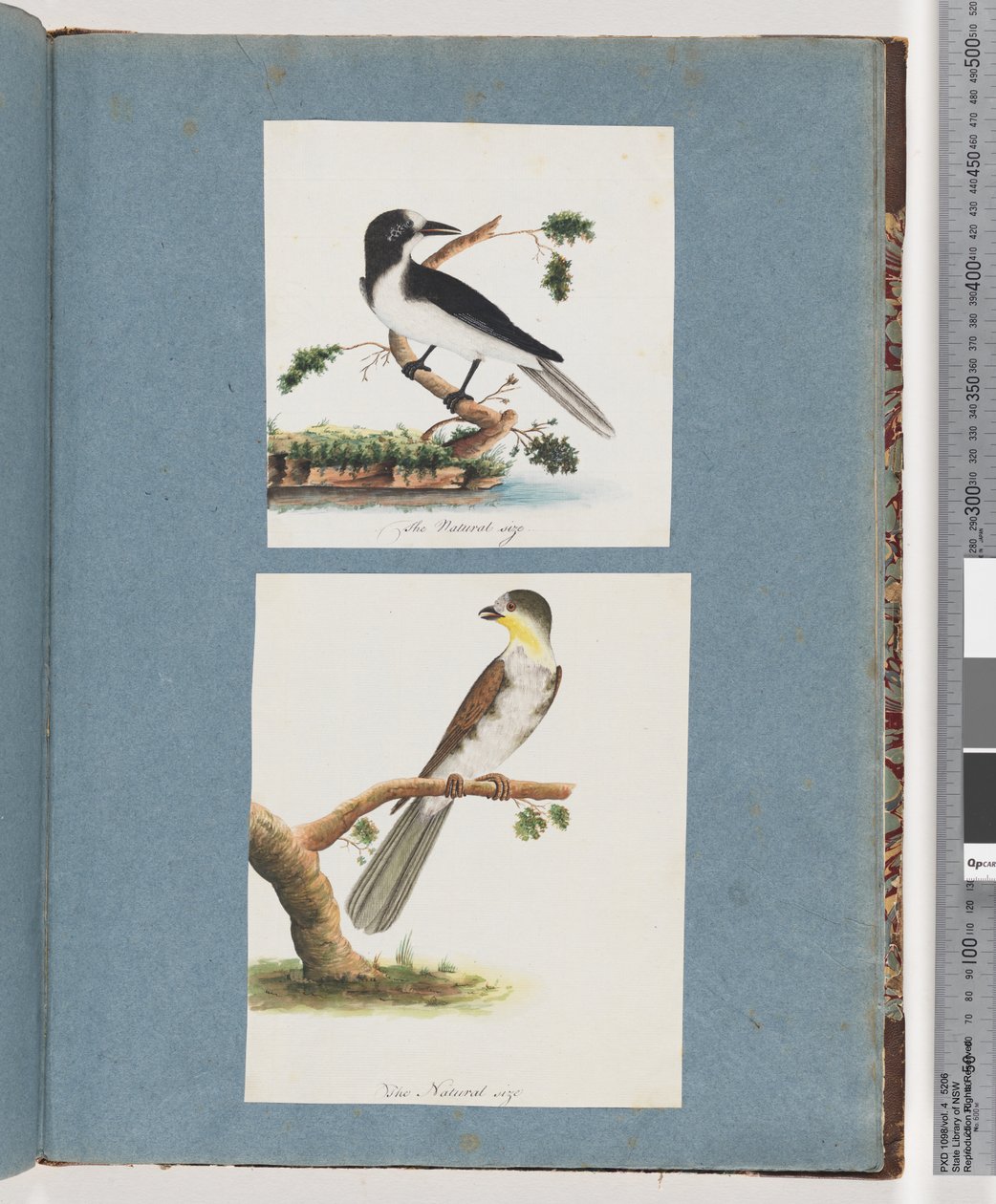 Pagina 135. Onbekende vogel. 136. Onbekende vogel door Unknown artist